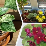 ce-plante-de-interior-vor-creste-bine-in-bucataria-ta.webp.webp
