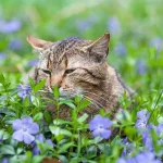ce-plante-ornamentale-este-mai-bine-sa-nu-plantati-langa.webp.webp