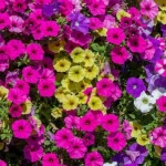 ce-sa-faci-cu-petunia-in-toamna-in-niciun-caz.webp.webp