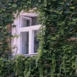 expertul-a-numit-4-plante-agresive-care-nu-ar-trebui.webp.webp