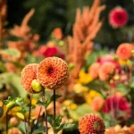 Nu așteptați înghețul: o greșeală cu dalii în octombrie va ucide florile nu-asteptati-inghetul-o-greseala-cu-dalii-in-octombrie-va.webp.webp